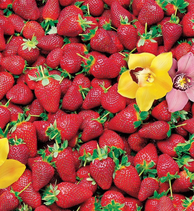 PVC Table Cloth Non - Woven - 0072