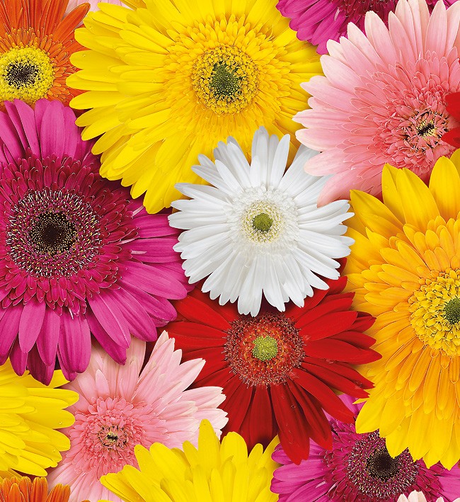 PVC Table Cloth Non - Woven - 4495