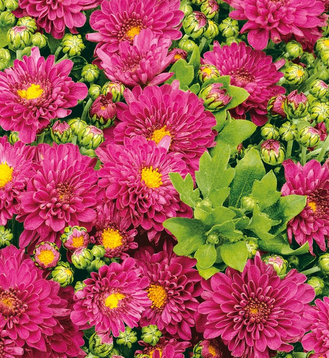 PVC Table Cloth Non - Woven - 4533