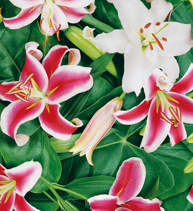 PVC Table Cloth Non - Woven - 4535