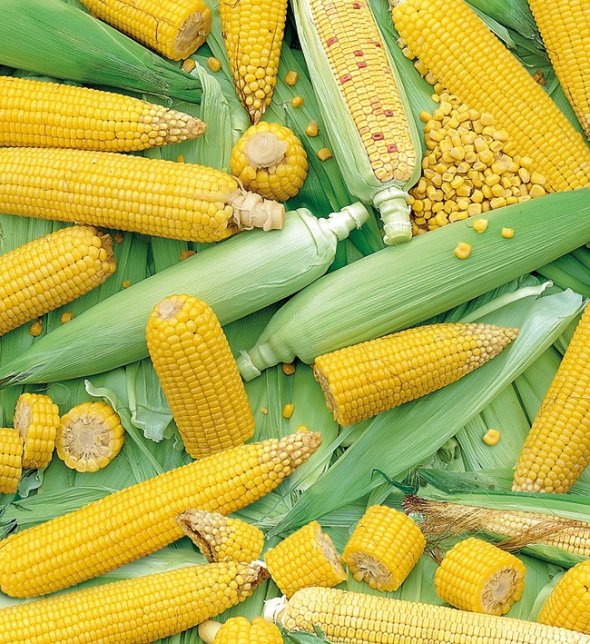 PVC Table Cloth Non - Woven - 4590