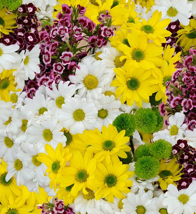 PVC Table Cloth - 4497